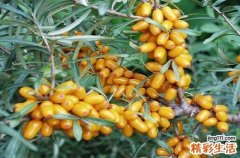 沙棘对烫伤有用吗