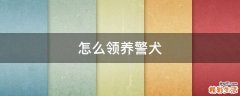 怎么领养警犬
