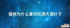 猫咪为什么喜欢吃满天星叶子