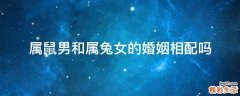 属鼠男和属兔女的婚姻相配吗