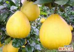 尿酸高血糖高能吃什么 既要低嘌呤又要低糖