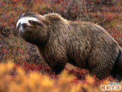 玉皇菇的吃法_哪些人不能吃玉皇菇