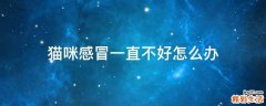 猫咪感冒一直不好怎么办