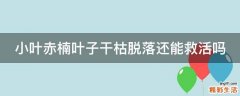 小叶赤楠叶子干枯脱落还能救活吗