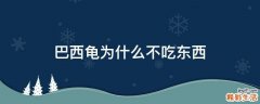 巴西龟为什么不吃东西