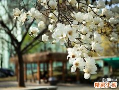 2 木麻黄