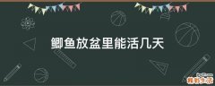 鲫鱼放盆里能活几天