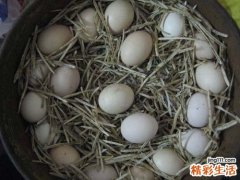 拉肚子吃什么好的最快