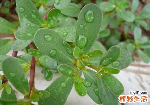 马齿苋吃了拉肚子吗 马齿苋是寒性的吗