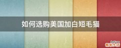 如何选购美国加白短毛猫