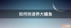 如何快速养大鳙鱼