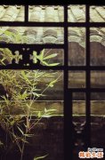 鸡爪参