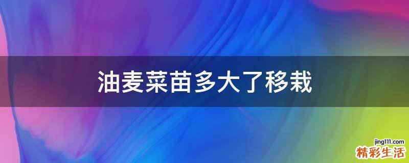 油麦菜苗多大了移栽