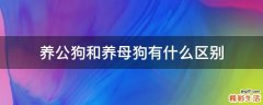 养公狗和养母狗有什么区别