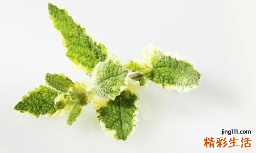 薄荷会导致宫寒吗 如何判断是否宫寒