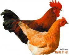 坐月子吃公鸡好还是母鸡好