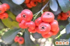 坐月子吃什么水果好