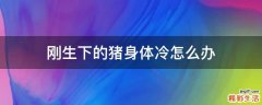 刚生下的猪身体冷怎么办