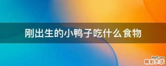 刚出生的小鸭子吃什么食物
