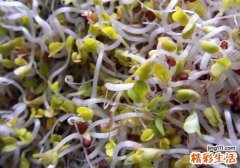 坐月子可以吃黄豆芽吗 产后吃黄豆芽有什么好处