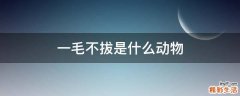 一毛不拔是什么动物