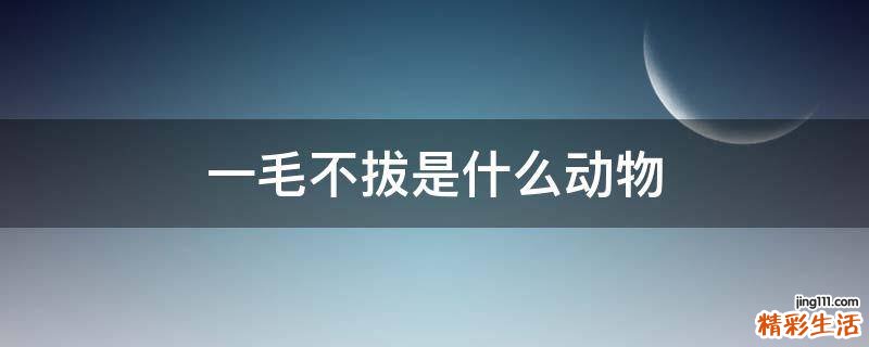一毛不拔是什么动物