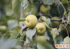 空腹吃梨会拉肚子吗 空腹吃梨肚子疼怎么办