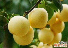 白糖熬梨水能治咳嗽吗 白糖怎么熬梨水治咳嗽