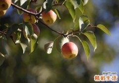 哺乳期能吃梨吗 哺乳期吃梨居然有这么多好处