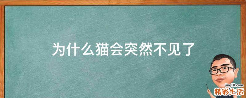 为什么猫会突然不见了
