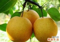 梨和什么搭配最好 吃梨要注意什么