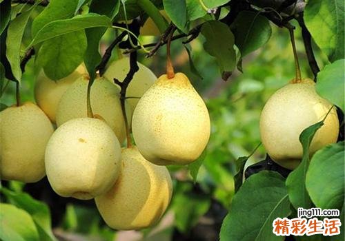 吃梨有什么好处
