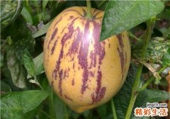 人参果是热性还是凉性 人参果什么时候吃最好
