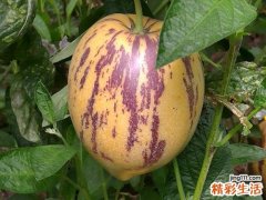 人参果孕妇可以吃吗 人参果吃了有什么好处