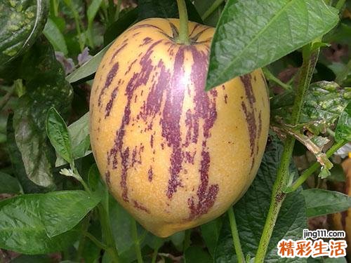 人参果孕妇可以吃吗 人参果吃了有什么好处