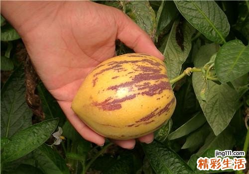 人参果怎么吃要削皮吗 吃人参果有什么好处