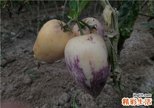 人参果有什么功效 人参果适合什么人吃