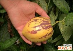 孕妇吃人参果有什么好处 孕妇吃人参果注意事项