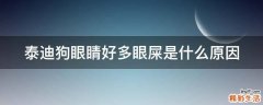 泰迪狗眼睛好多眼屎是什么原因