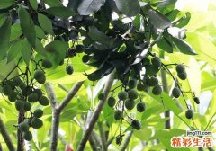 红毛丹吃了对身体有什么好处 红毛丹有什么营养价值