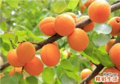 杏是什么季节的水果 没有成熟的杏子能吃吗