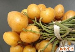 黄皮果孕妇能吃吗