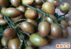 黄皮是凉性还是热性