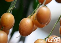 黄皮果的皮能吃吗