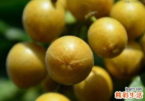 吃黄皮会长胖吗