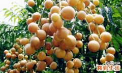 黄皮果的营养价值