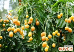 黄皮果皮可以吃吗 常吃的“黄皮”原来这么厉害