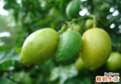 吃黄皮果会发胖吗 没想到黄皮果居然还有这种功效