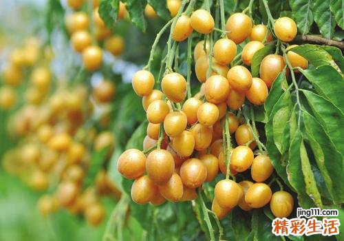 哺乳期能吃黄皮果吗 哺乳期吃黄皮果的好处