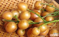 黄皮果吃了有什么好处 吃黄皮果有哪些好处吧